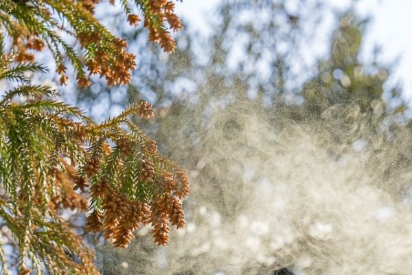 花粉の時期でも外壁塗装はできる？この時期に塗装をするメリットや注意点を解説